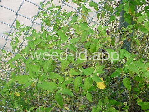 nightshade, American black